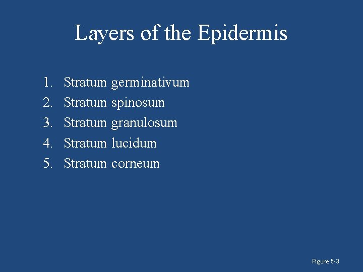 Layers of the Epidermis 1. 2. 3. 4. 5. Stratum germinativum Stratum spinosum Stratum