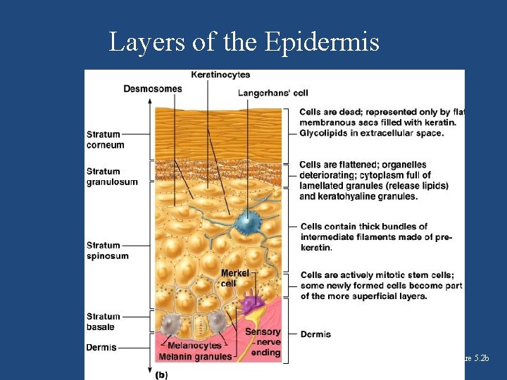 Layers of the Epidermis Figure 5. 2 b 