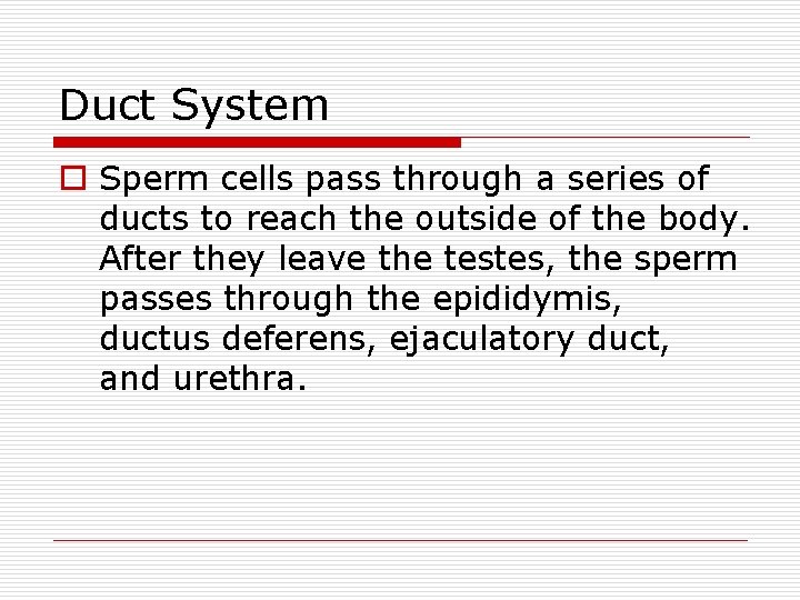 Duct System o Sperm cells pass through a series of ducts to reach the