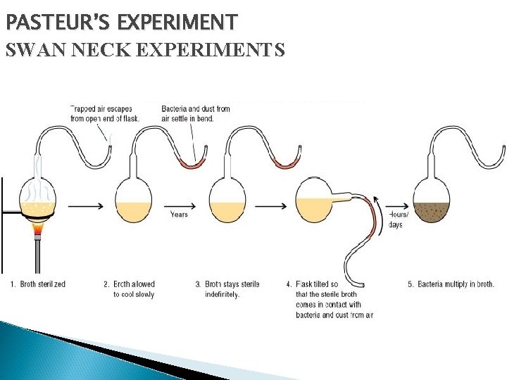 PASTEUR’S EXPERIMENT SWAN NECK EXPERIMENTS 