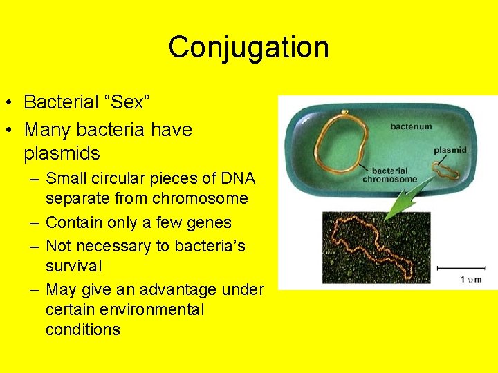 Conjugation • Bacterial “Sex” • Many bacteria have plasmids – Small circular pieces of