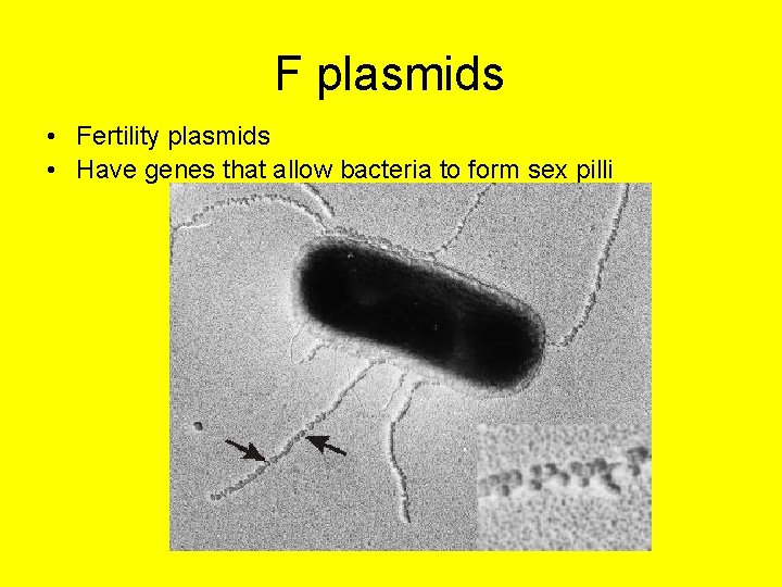 F plasmids • Fertility plasmids • Have genes that allow bacteria to form sex