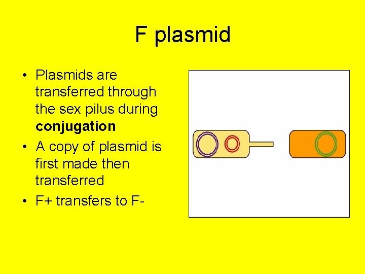 F plasmid • Plasmids are transferred through the sex pilus during conjugation • A