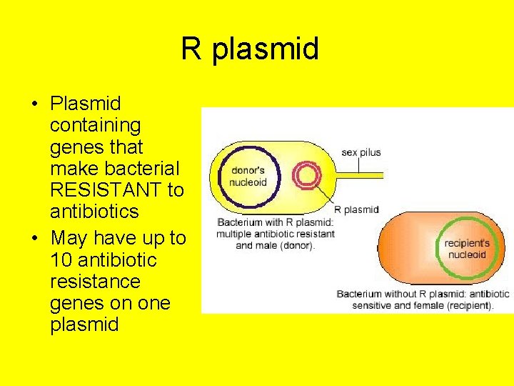 R plasmid • Plasmid containing genes that make bacterial RESISTANT to antibiotics • May