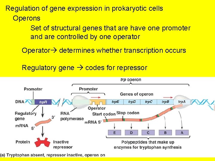 Regulation of gene expression in prokaryotic cells Operons Set of structural genes that are