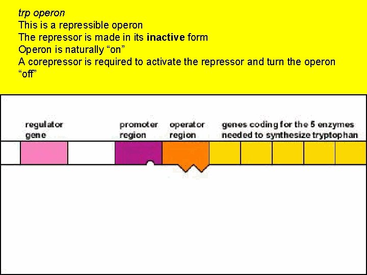 trp operon This is a repressible operon The repressor is made in its inactive