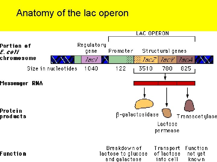 Anatomy of the lac operon 