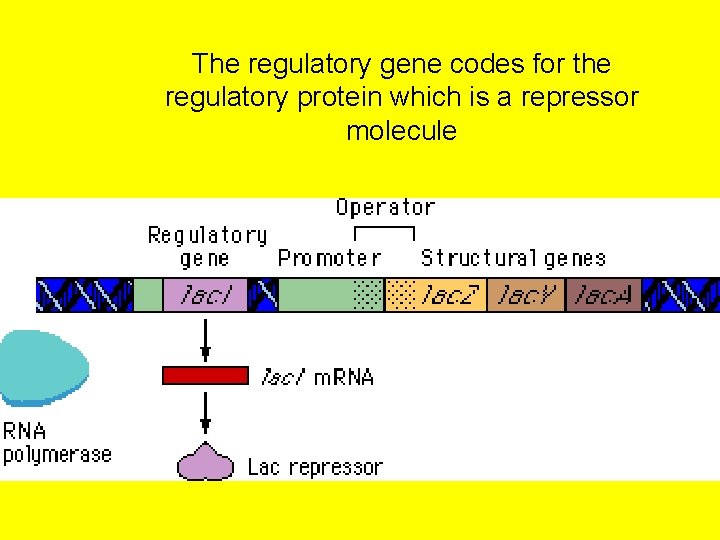 The regulatory gene codes for the regulatory protein which is a repressor molecule 