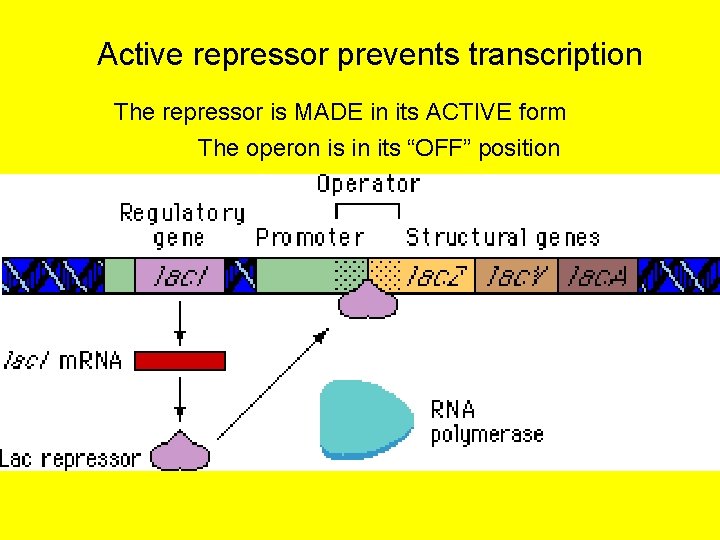 Active repressor prevents transcription The repressor is MADE in its ACTIVE form The operon