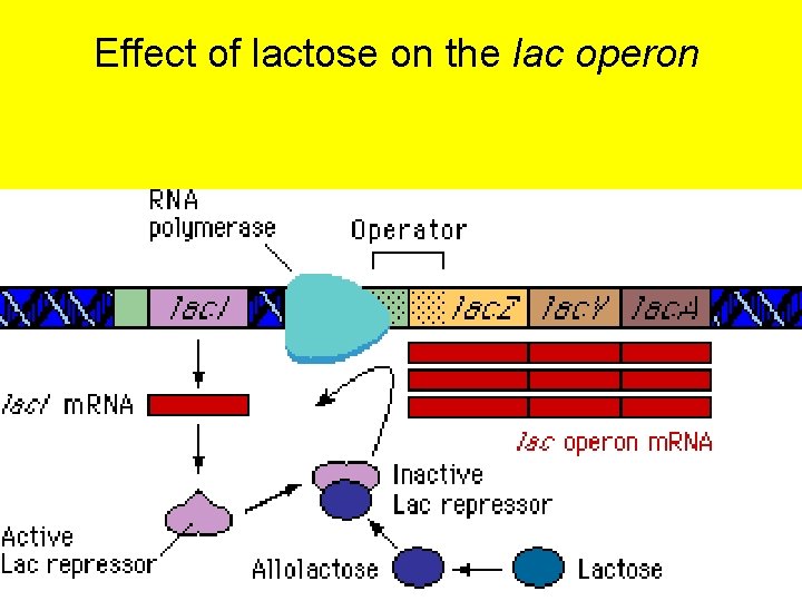 Effect of lactose on the lac operon 