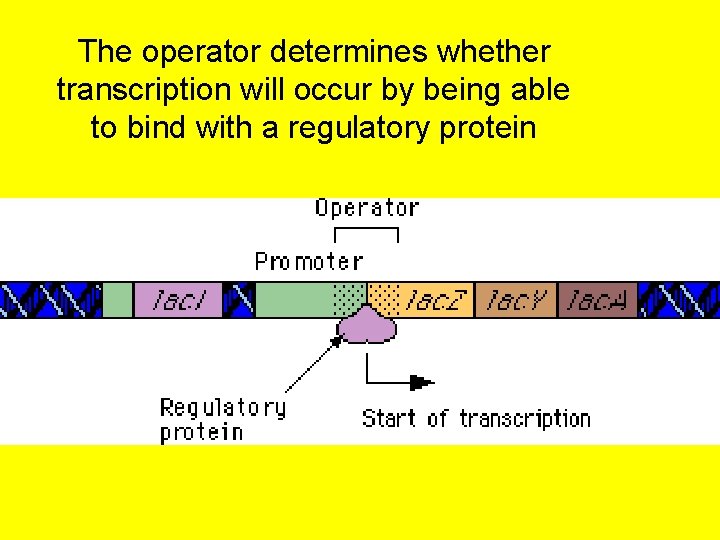 The operator determines whether transcription will occur by being able to bind with a