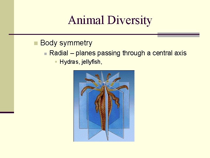 Animal Diversity n Body symmetry n Radial – planes passing through a central axis