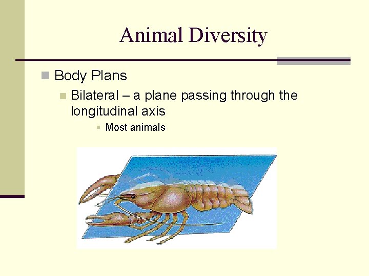 Animal Diversity n Body Plans n Bilateral – a plane passing through the longitudinal