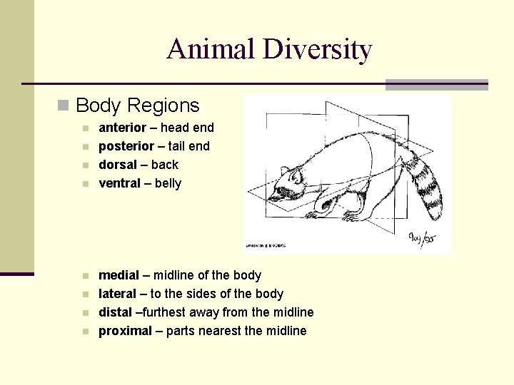 Animal Diversity n Body Regions n n n n anterior – head end posterior