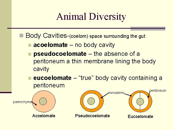 Animal Diversity n Body Cavities-(coelom) space surrounding the gut n acoelomate – no body