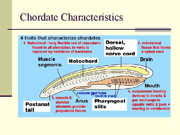 Chordate Characteristics 