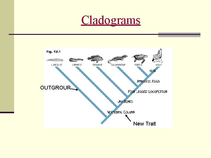 Cladograms OUTGROUP New Trait 