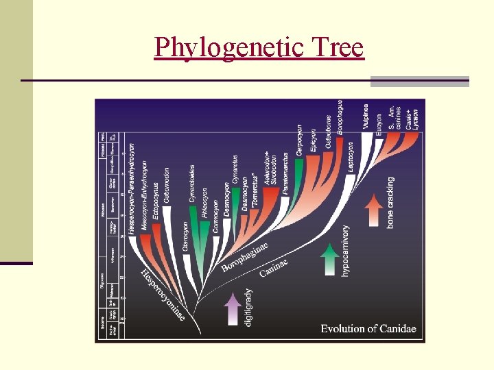 Phylogenetic Tree 