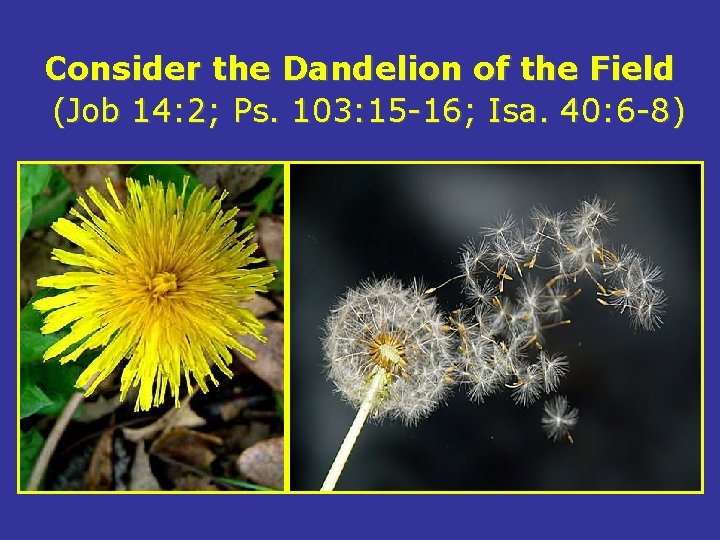 Consider the Dandelion of the Field (Job 14: 2; Ps. 103: 15 -16; Isa.
