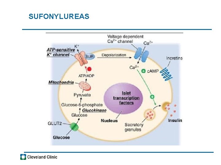 SUFONYLUREAS 