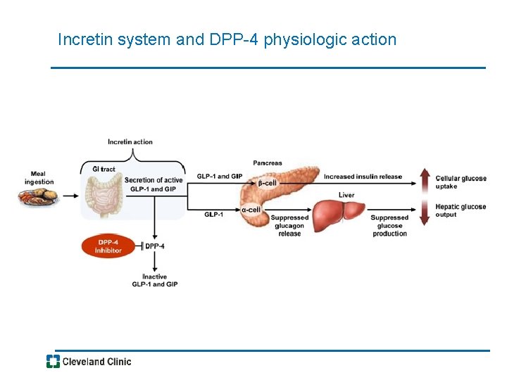 Incretin system and DPP-4 physiologic action 