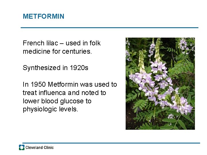 METFORMIN French lilac – used in folk medicine for centuries. Synthesized in 1920 s