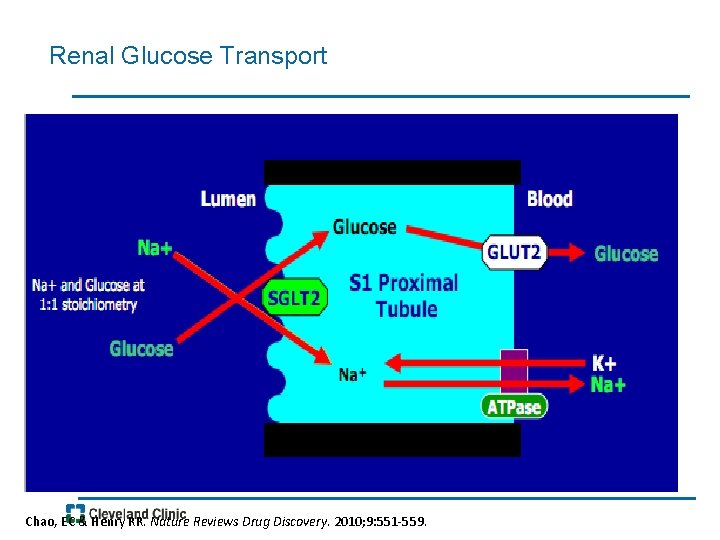 Renal Glucose Transport Chao, EC & Henry RR. Nature Reviews Drug Discovery. 2010; 9: