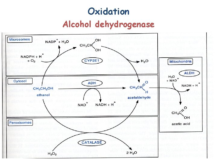 Oxidation Alcohol dehydrogenase 