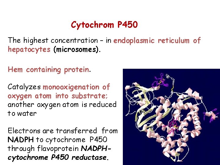 Cytochrom P 450 The highest concentration – in endoplasmic reticulum of hepatocytes (microsomes). Hem