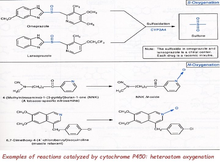 Examples of reactions catalyzed by cytochrome P 450: heteroatom oxygenation 