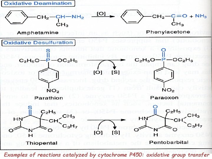 Examples of reactions catalyzed by cytochrome P 450: oxidative group transfer 