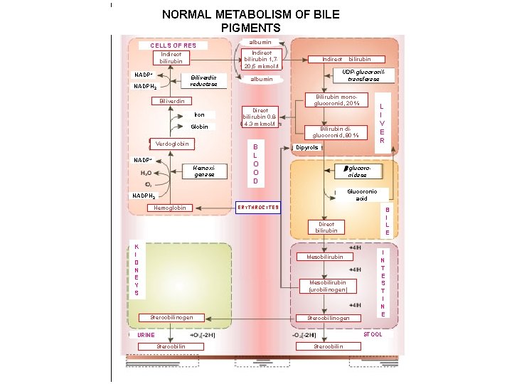 NORMAL METABOLISM OF BILE PIGMENTS CELLS OF RES Indirect bilirubin 1, 720, 5 mkmol/l