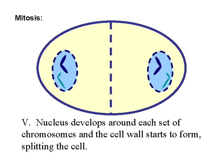 Mitosis: V. Nucleus develops around each set of chromosomes and the cell wall starts