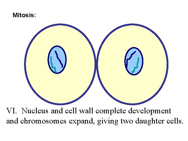 Mitosis: VI. Nucleus and cell wall complete development and chromosomes expand, giving two daughter