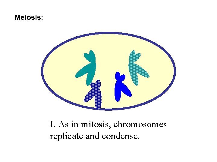 Meiosis: I. As in mitosis, chromosomes replicate and condense. 