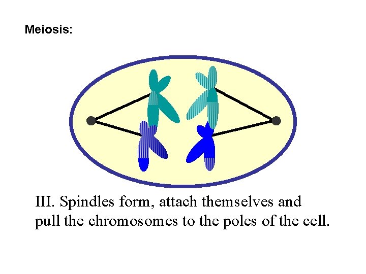 Meiosis: III. Spindles form, attach themselves and pull the chromosomes to the poles of