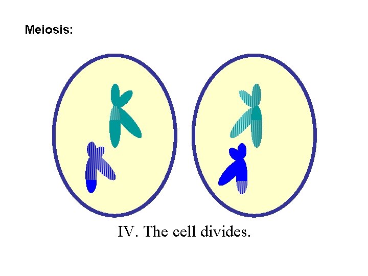 Meiosis: IV. The cell divides. 