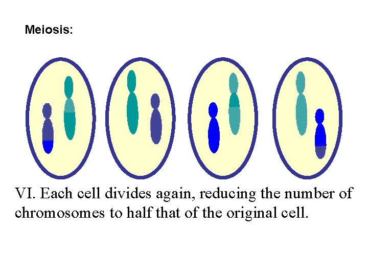 Meiosis: VI. Each cell divides again, reducing the number of chromosomes to half that