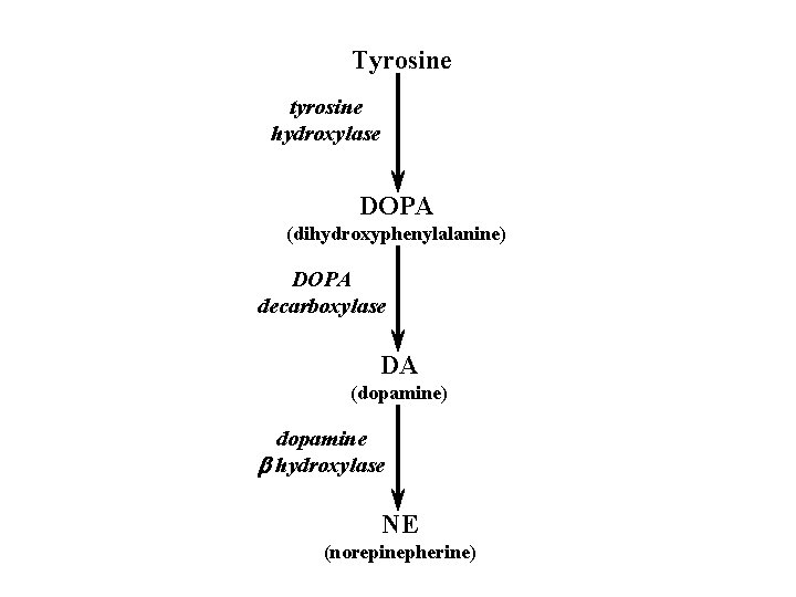 Tyrosine tyrosine hydroxylase DOPA (dihydroxyphenylalanine) DOPA decarboxylase DA (dopamine) dopamine b hydroxylase NE (norepinepherine)