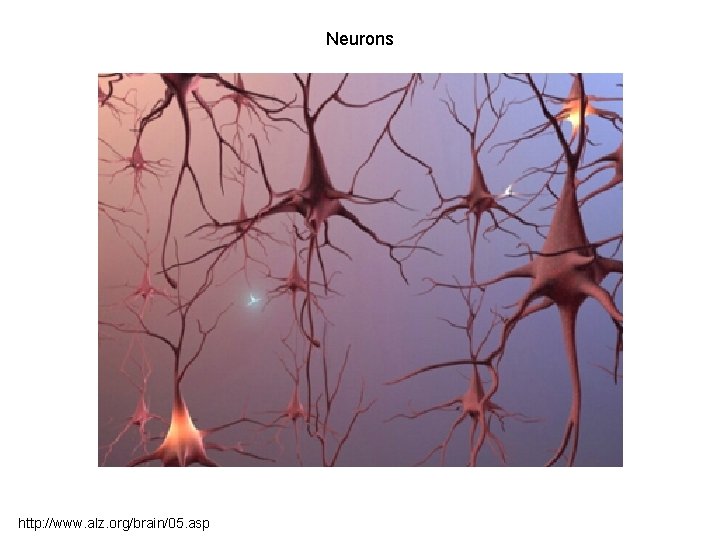 Neurons http: //www. alz. org/brain/05. asp 