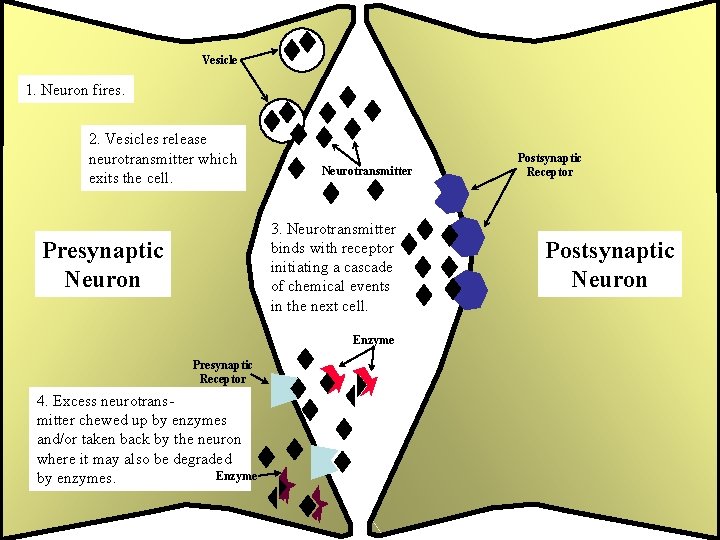 Vesicle 1. Neuron fires. 2. Vesicles release neurotransmitter which exits the cell. Neurotransmitter 3.