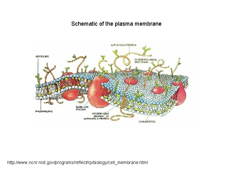 Schematic of the plasma membrane http: //www. ncnr. nist. gov/programs/reflect/rp/biology/cell_membrane. html 
