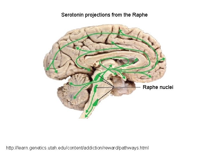 Serotonin projections from the Raphe nuclei http: //learn. genetics. utah. edu/content/addiction/reward/pathways. html 