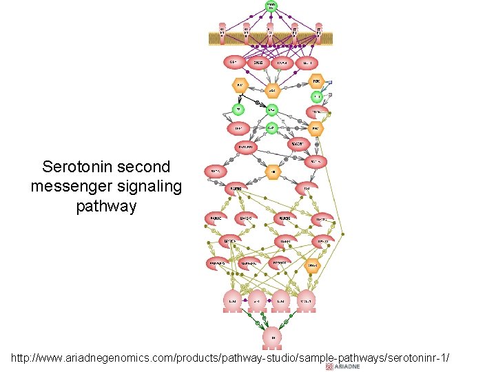 Serotonin second messenger signaling pathway http: //www. ariadnegenomics. com/products/pathway-studio/sample-pathways/serotoninr-1/ 