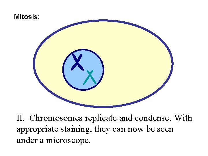 Mitosis: II. Chromosomes replicate and condense. With appropriate staining, they can now be seen