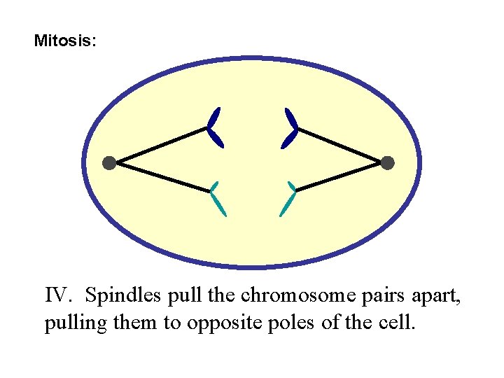 Mitosis: IV. Spindles pull the chromosome pairs apart, pulling them to opposite poles of