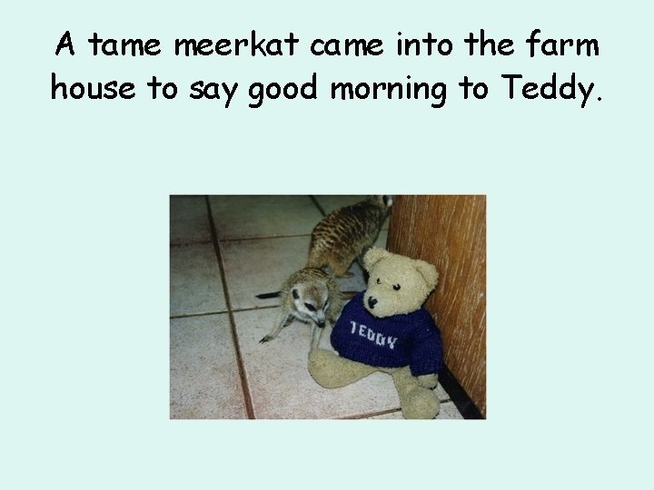 A tame meerkat came into the farm house to say good morning to Teddy.