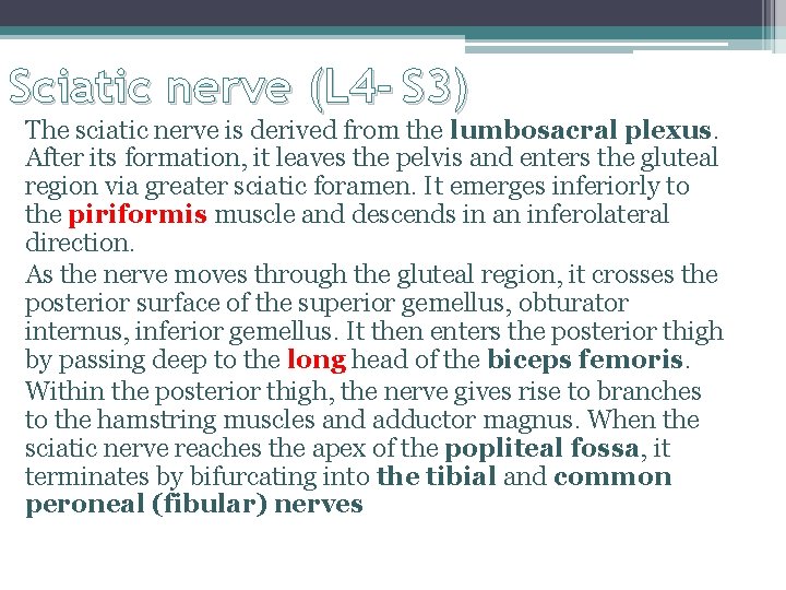 Sciatic nerve (L 4 - S 3) The sciatic nerve is derived from the Sciatic nerve (L 4 - S 3) The sciatic nerve is derived from the