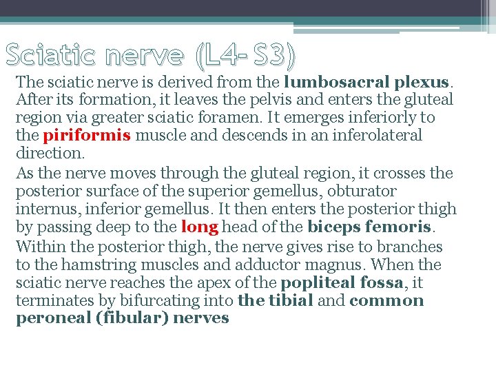 Sciatic nerve (L 4 - S 3) The sciatic nerve is derived from the