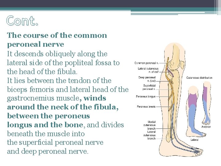 Cont. The course of the common peroneal nerve It descends obliquely along the lateral